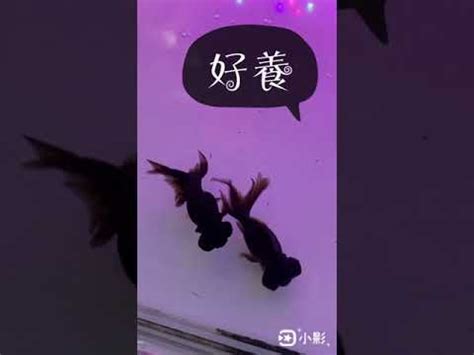 黑色金魚|黑金魚風水的吉凶解讀